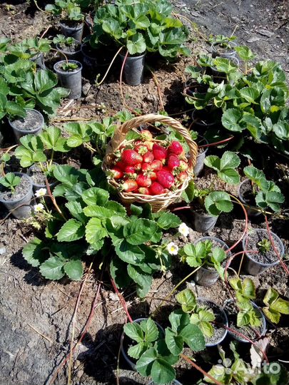 Саженцы в Пензе от производителя. 