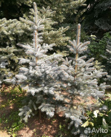 Ель голубая и канадская саженцы