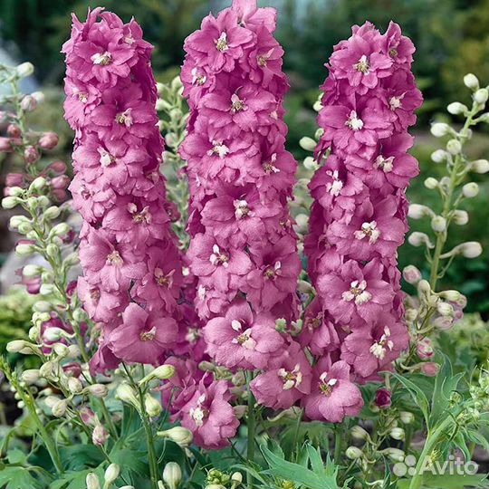 Рассада многолетников