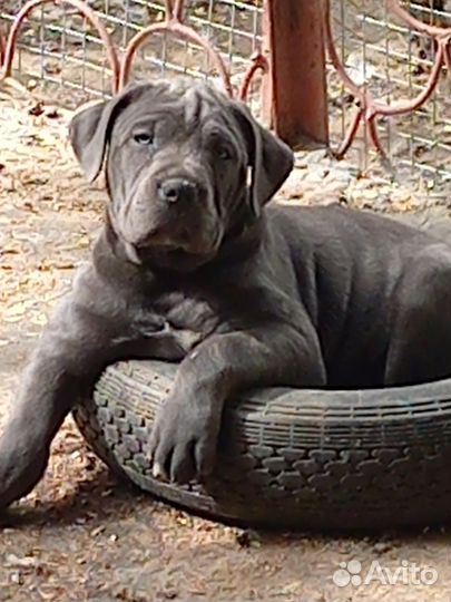 Щенки кане корсо