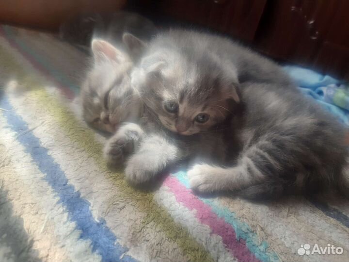 Шотландские вислоухие котята