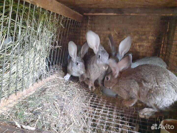 Кролики породы великан