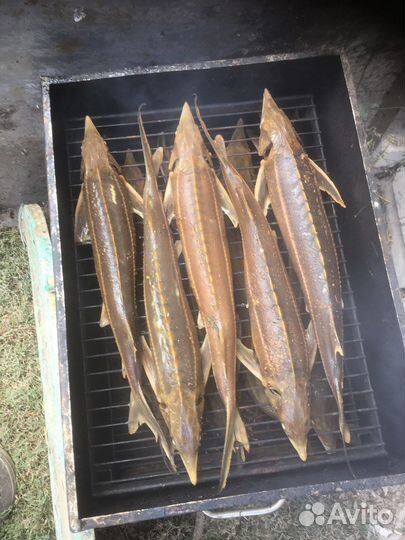 Рыбка Праздничная