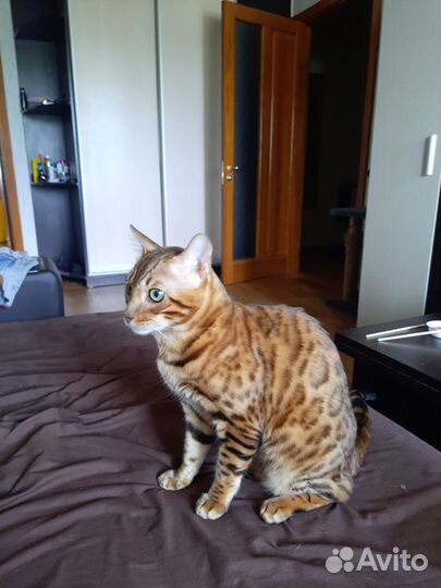 Бенгальский кот вязка