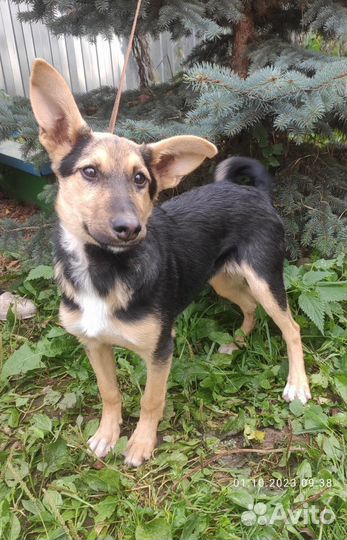 Собака в добрые руки