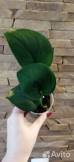 Сингониум яичница