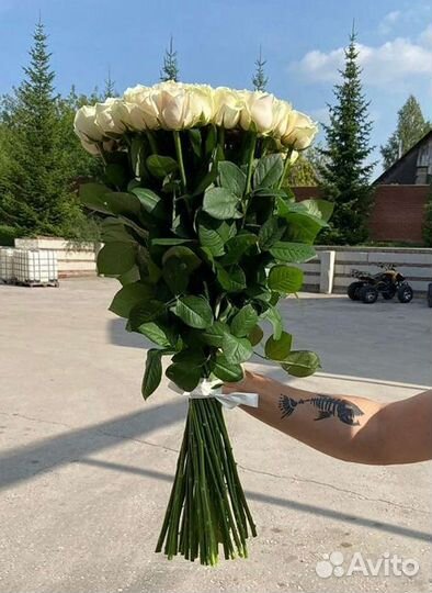 Высокие розы. Роза 70см Голландия