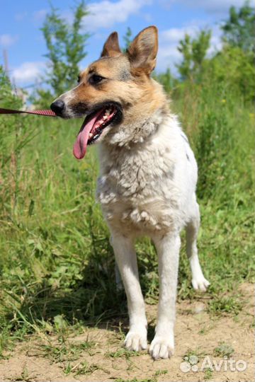 Собака Галочка