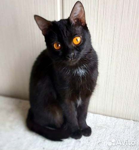 Семейство миниатюрных котиков в поисках хозяев