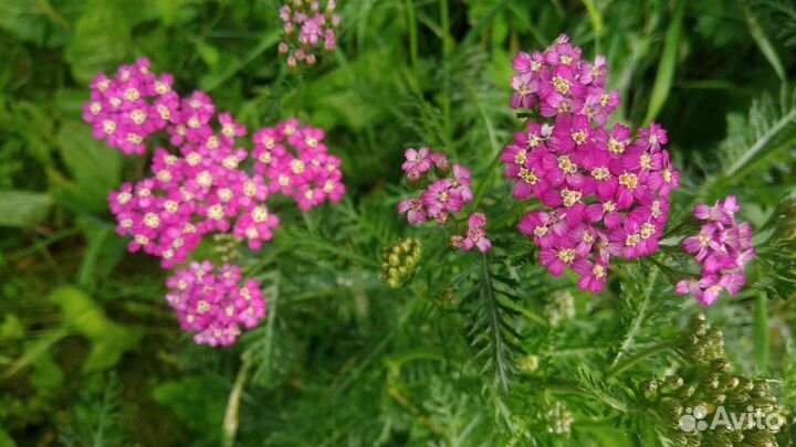 Тысячелистник, папоротник, Юкка, кактус,фикус бенд
