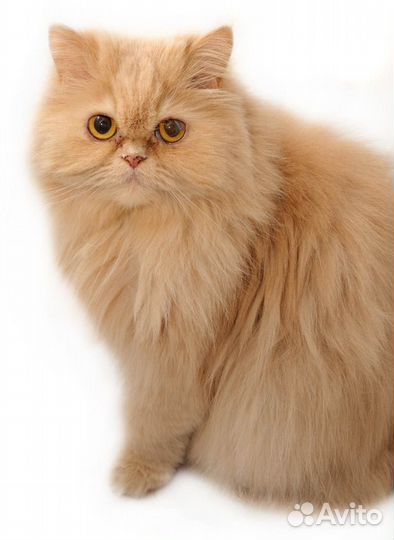 Персидская