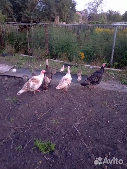 Индюки индюшата