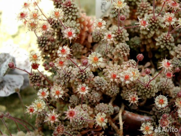 Цветные, пёстрые, розеточные суккуленты