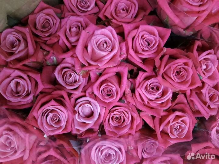 Малиновые розы, поступили 24 часа