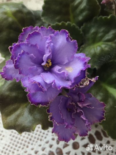 Сортовые фиалки