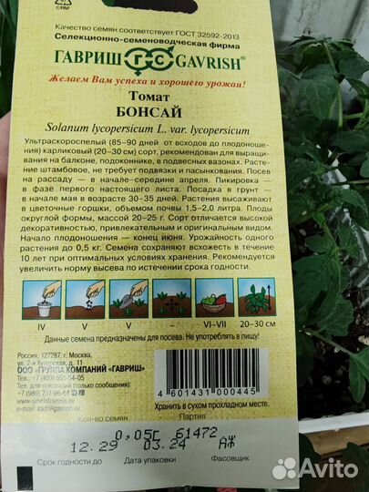 Рассада балконных помидор Бонсай, Пиноккио