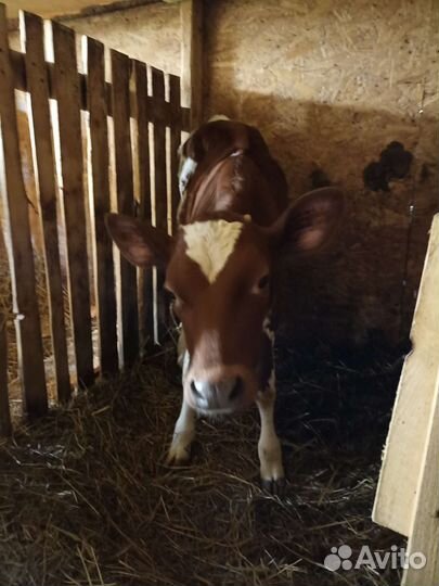 Телочка айширская