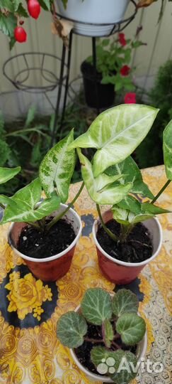 Комнатные цветы