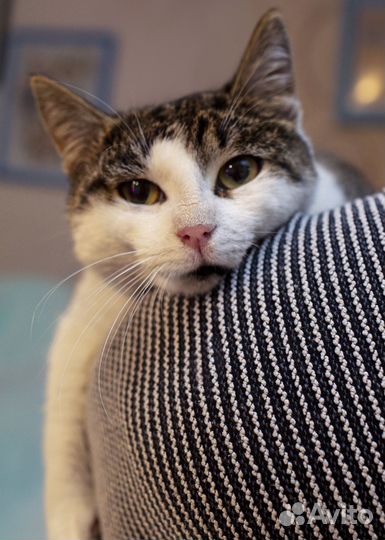 Кошка Маночка ищет своего человека