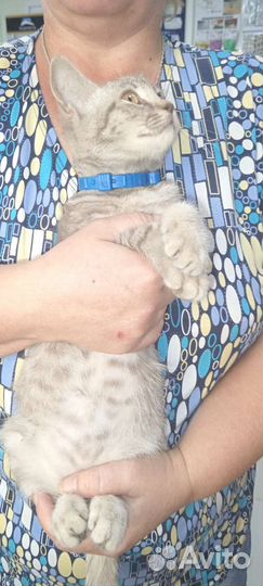 Отдам в добрые руки