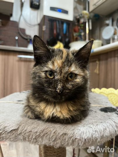 Брошенные котята