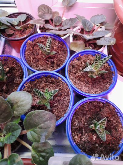 Алоэ пёстрое