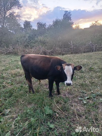 Бычок и тёлочка абердинка