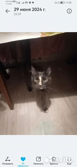 Кошка мойкун