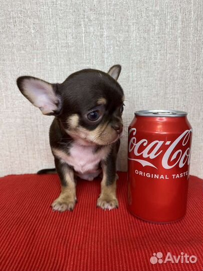 Щенки чихуахуа большой выбор