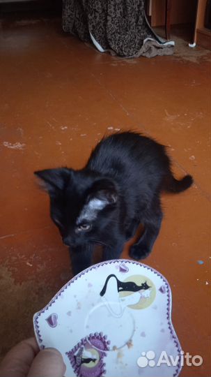 Чёрный домашний котенок