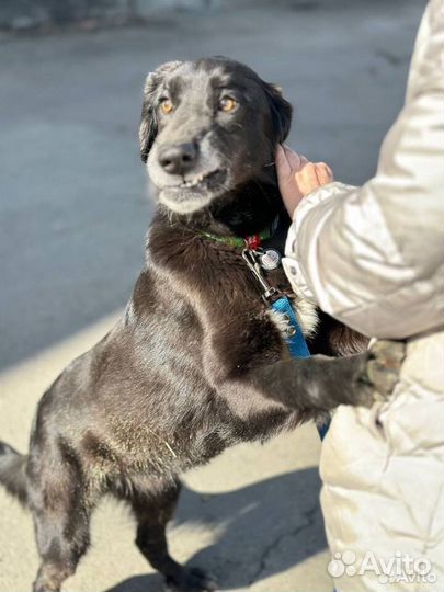 Собака в добрые руки