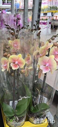Орхидея фаленопсис