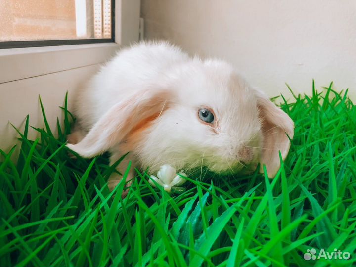 Карликовый кролик