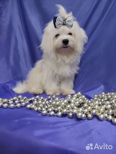 Красавец Тимофей