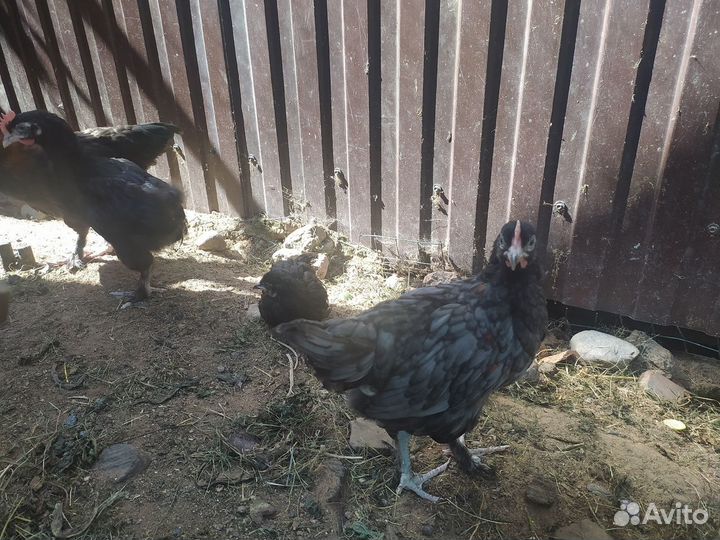 Петушки и куры молодки Маран и Ухейилюй