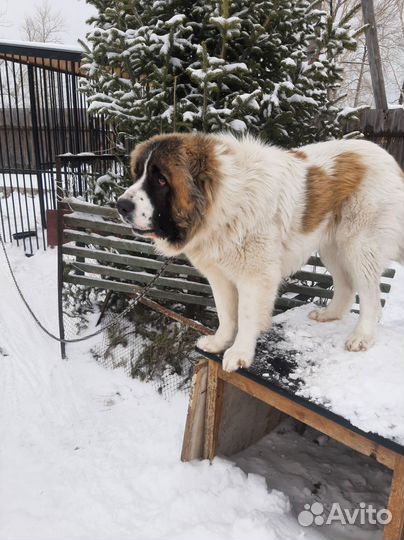 Кавказец ищет невесту