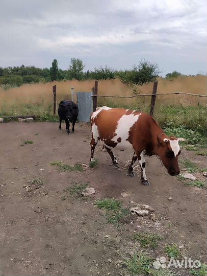 Коровы и телки