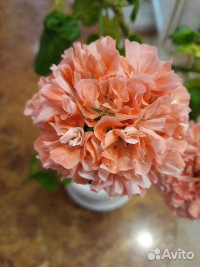 Пеларгонии