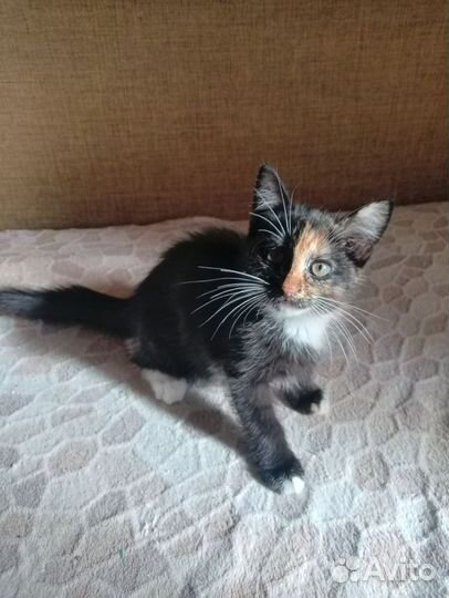 Котенок девочка в добрые руки