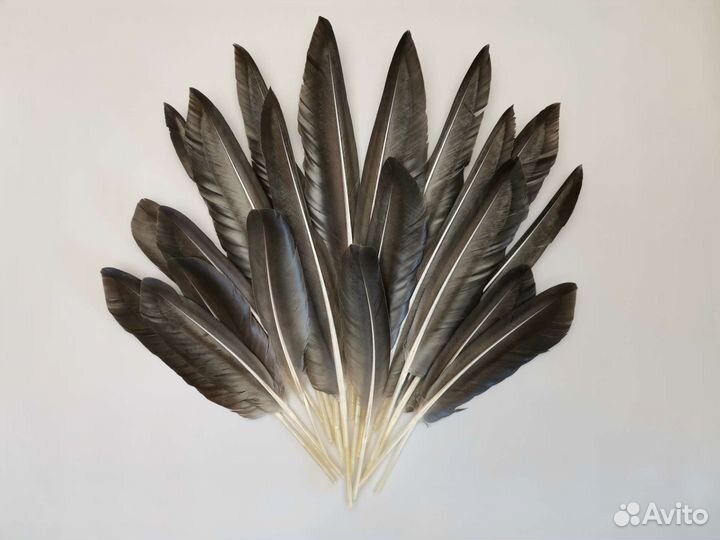 Перья дикого серого гуся для творчества