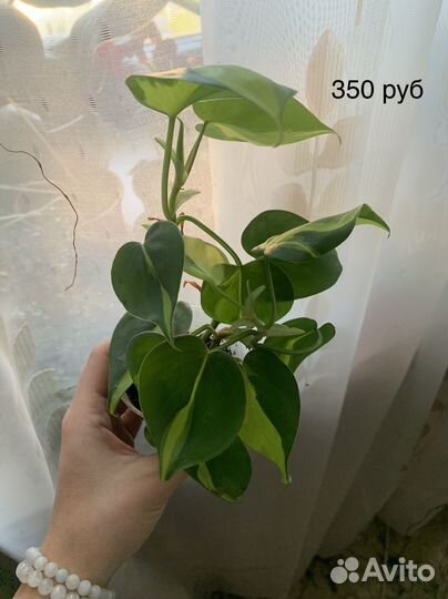 Комнатные растения