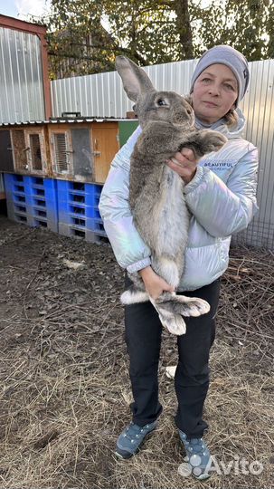 Кролики породы великан и ризен