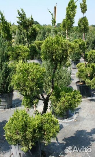 Бонсай из можжевельника