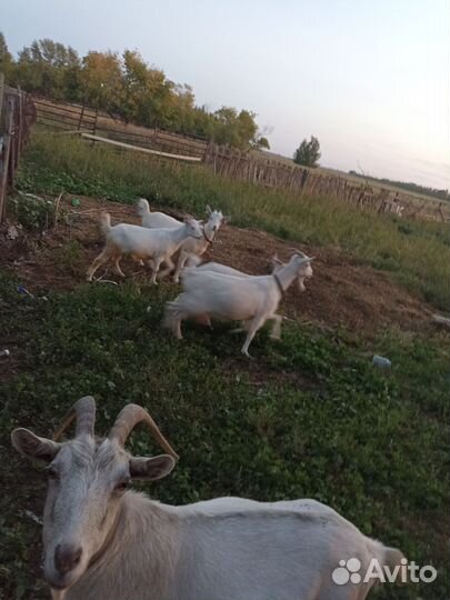 Зааненские козы дойные