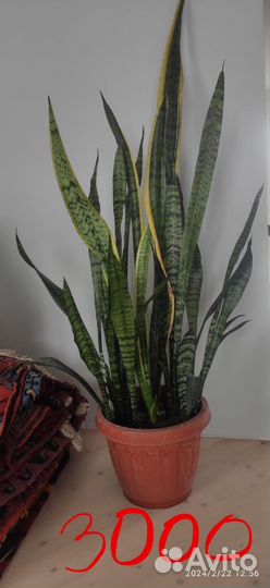 Домашние цветы элитные