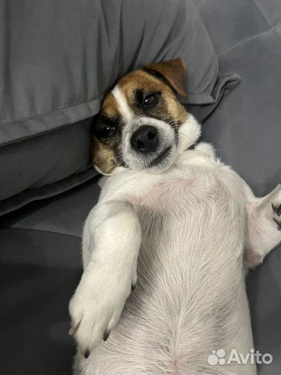 Вязка собак джек рассел