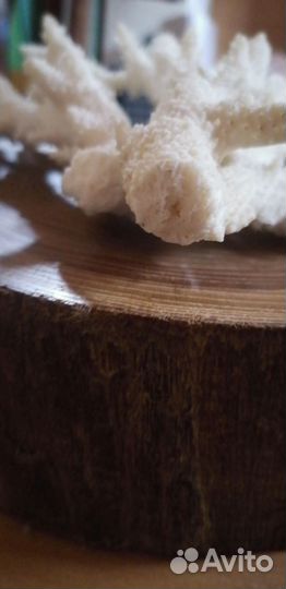 Натуральный коралл