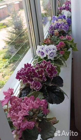 Фиалка. Детки сортовых фиалок