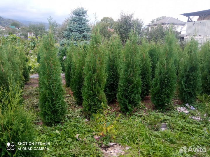 Туи колумна, ели, на штамбе клен, бонсай