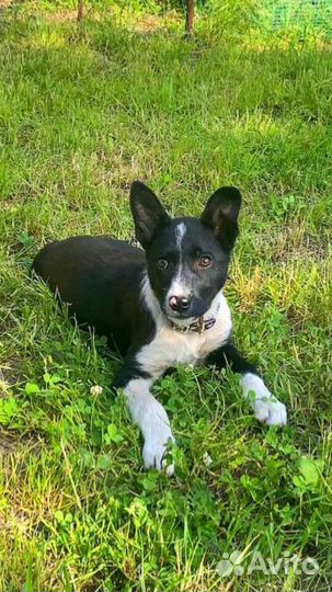 Щенок русско европейской лайки в добрые руки